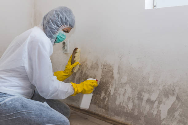 Best Forensic Mold Investigation  in Stockton, UT