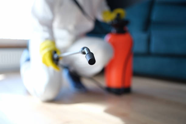 Best Mold Damage Restoration  in Stockton, UT