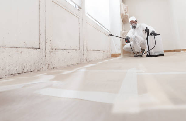 Mold Documentation for Insurance Claims in Stockton, UT