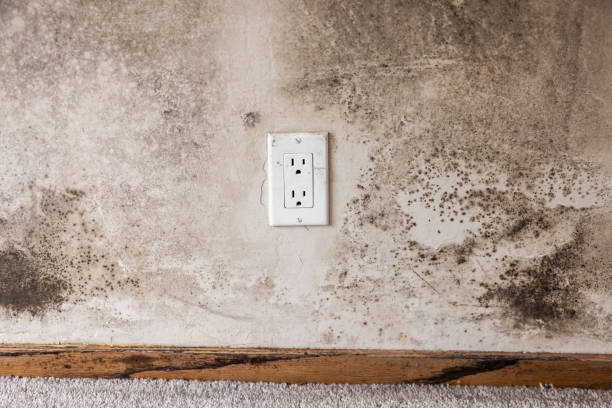 Biohazard Mold Removal in Stockton, UT