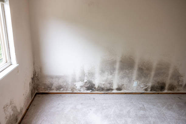 Best Mold-Related Health Consultation  in Stockton, UT