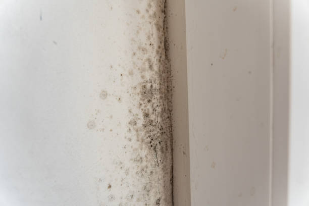 Reliable Stockton, UT Mold Removal Solutions